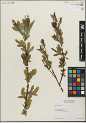 Foto von Salix lucida Muhl.